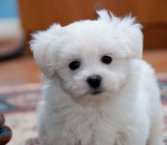 Iata cateva rase de caini care nu naparlesc