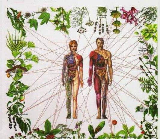 Vindecarea cu ajutorul plantelor!