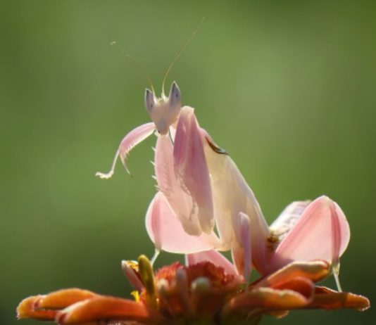 Animale mimetice: perfectiunea camuflajului