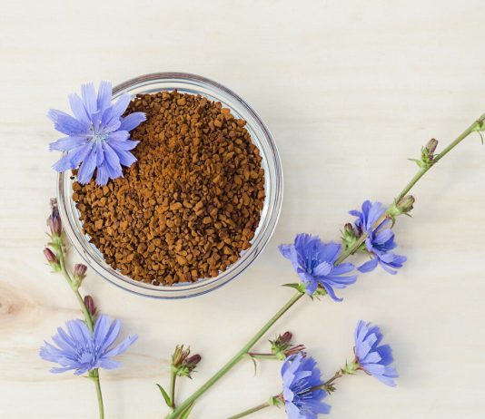 Ce este radacina de cicoare si care sunt intrebuintarile ei?