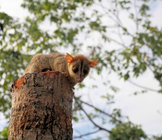Ce este un kinkajou?