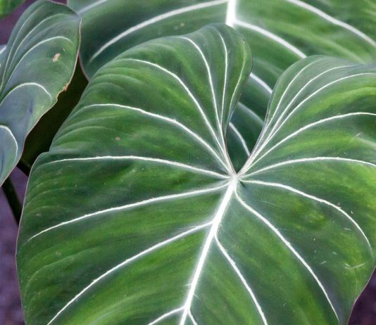 Cele mai otravitoare plante din lume