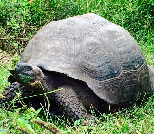 Cele mai uimitoare 10 specii noi ale anului – O broasca testoasa gigantica din Insulele Galapagos