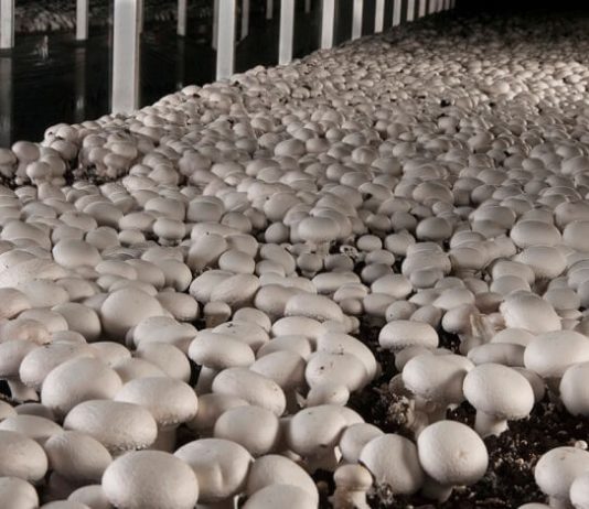 Invata sa cresti ciuperci acasa