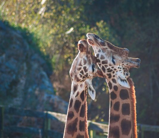 Curiozitati despre girafe