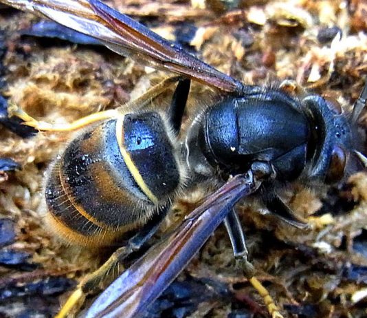 Invazia viespelor asiatice