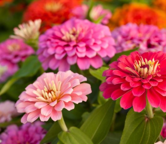 Cele mai frumoase flori de primavara ale sezonului, conform dyi.ro