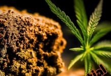 Rășina de CBD, Utilizări, Beneficii, Legalitate și De Unde Poate Fi Cumpărată în România